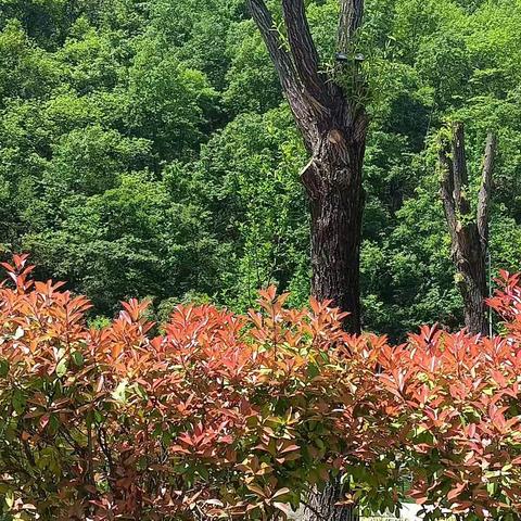 2023年栾川重渡沟一日游