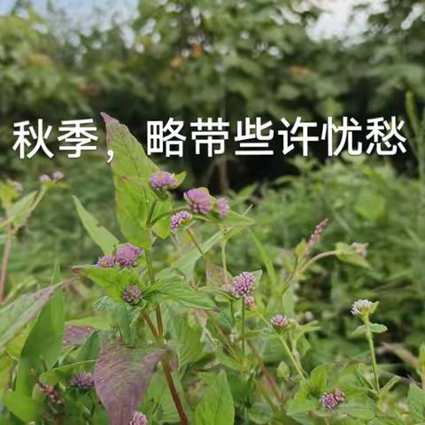 秋季，略带些许忧愁