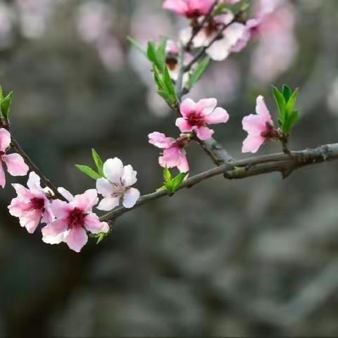 【微诗·相思如花·五首】