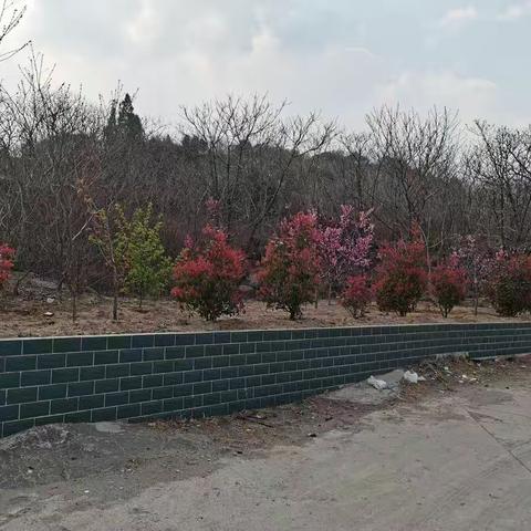 修剪清理野生树木，为绿化植被保驾护航