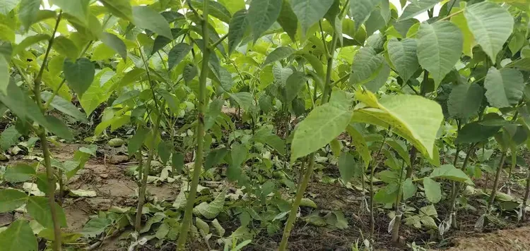 核桃树苗哪里有卖的价格多少钱?