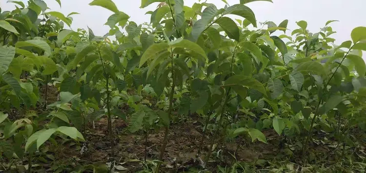 核桃树苗价格及规格