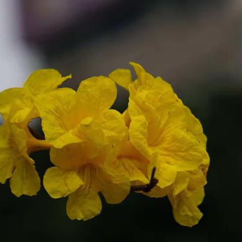 醉人的黄花风铃木