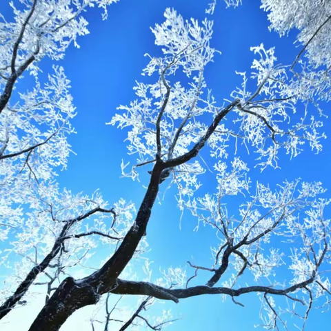 【散文诗刊】｛快递009｝ 《我爱树挂》作者 王忠奇