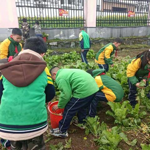 蒲场镇长征小学“劳动伴我成长”