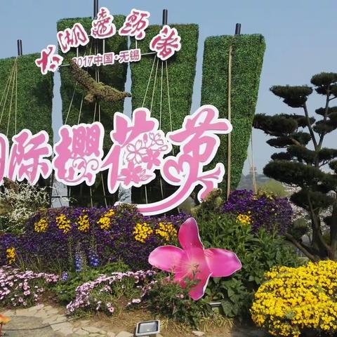 浪漫樱花节