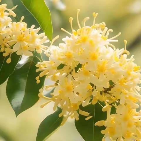 尘世何曾识桂林，花仙夜入广寒深。桂林的冬日还是那么的美，花儿盛放如同春日……