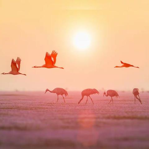 鹤舞鄱阳湖