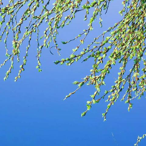 春天序曲