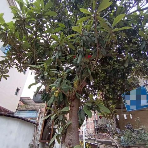 赞公路边种枇杷树（打油诗）