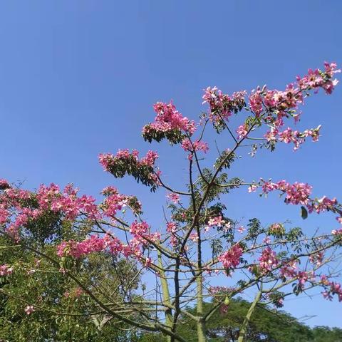 异木棉日复一日