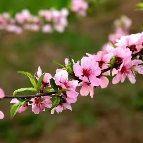 我在这头，学生在那头                                                     记“明德学校四年级组线上教学”