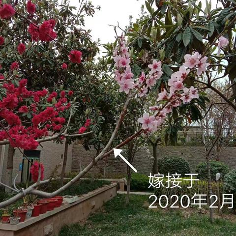 自学苗木嫁接扦插2019年8月至2021年5月