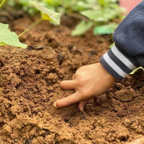 红薯种植记——省委机关幼儿园大四班种植活动