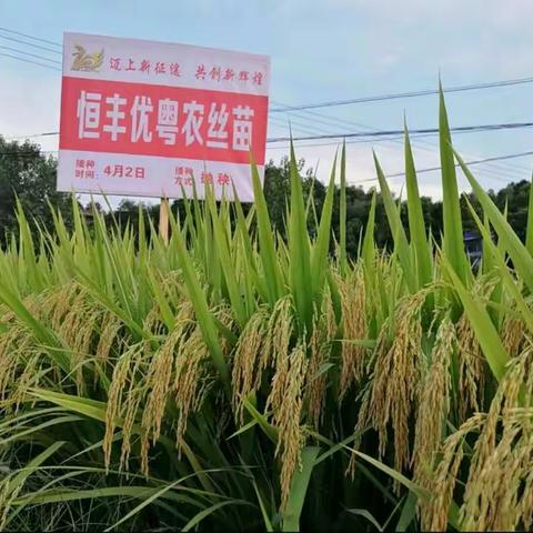 恒行霸稻，恒丰优粤农丝苗，一直在等你！