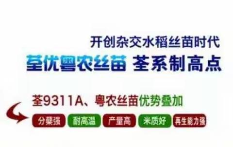 入伏了，超人稻温馨提醒再生稻种植注意事项