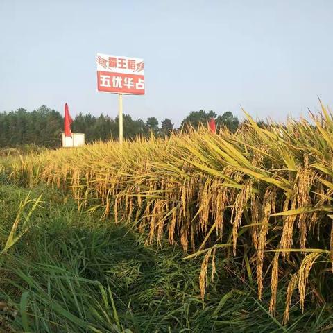 种来种去，还是霸王稻五优华占好！