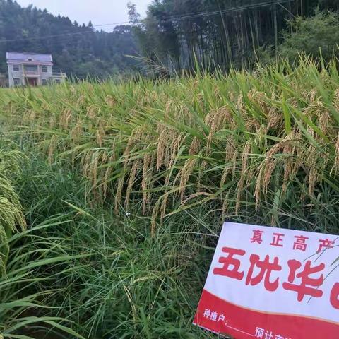 五优华占霸王稻，亮剑崇仁！