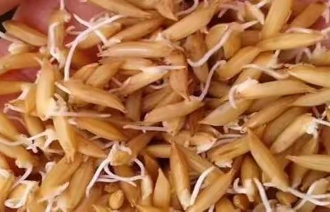 温馨提示，海南新种浸种注意事项！