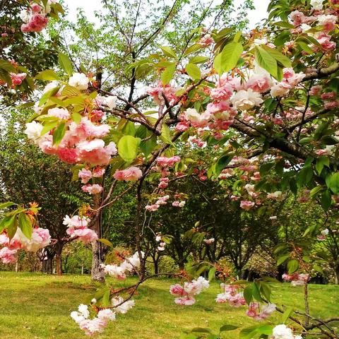 疫后春色更须惜