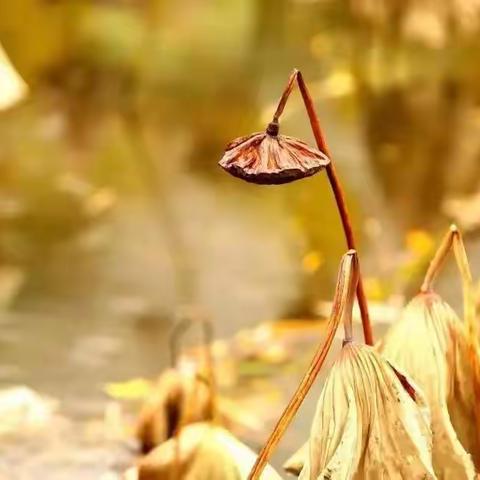 一叶残荷享余生