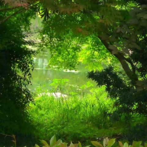 疫后墙外初夏景