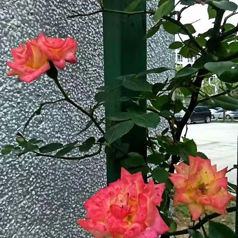 零落不觉伤春暮