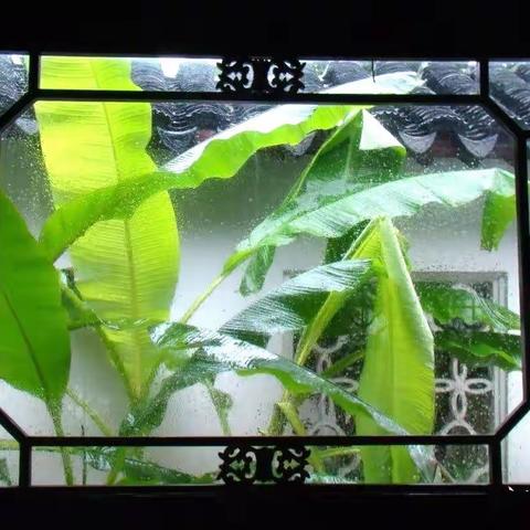 芭蕉绿里闲窗梦