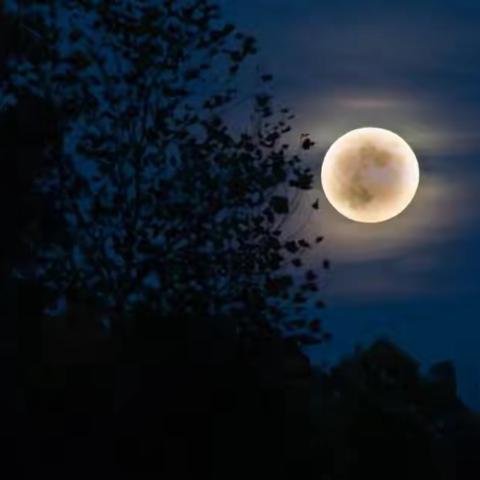 月明 桂香 秋藍