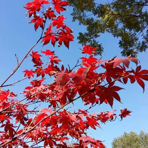 大院⛅🌳小景 🍁🍂🐕