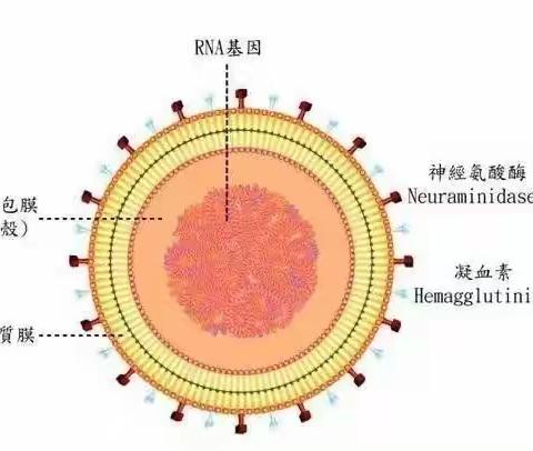 警惕！近期流感多发！请师生家长注意预防→