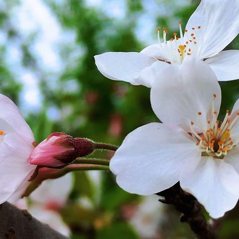小院花开