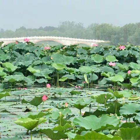 南郊公园周末愉快游