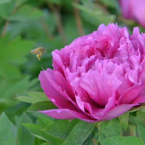 孟津煤矿：矿区牡丹亦芬芳