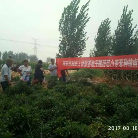 扶贫基地天赐合作社组织贫困户现场观摩小麦套种辣椒栽种模式