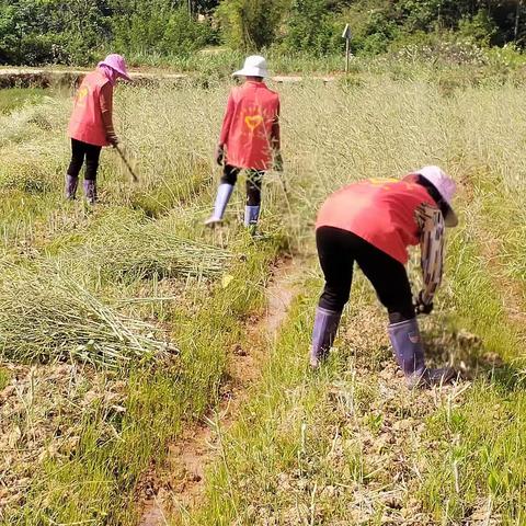 油菜喜丰收，收割正当时