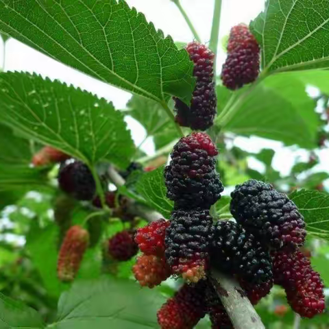 虹螺岘子鼓山南沟村桑葚采摘