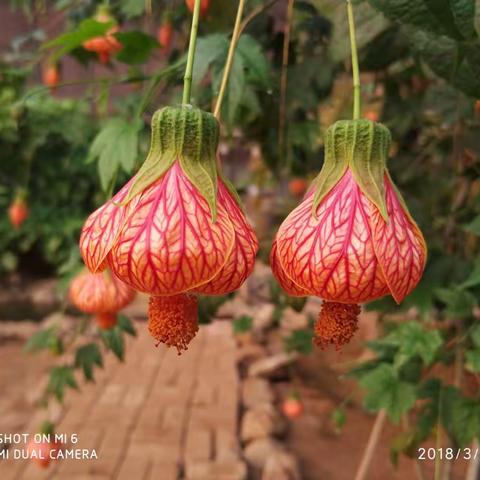 元宵节 阖家欢 生态园里庆团圆