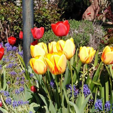 春浓盛开郁金香🌷