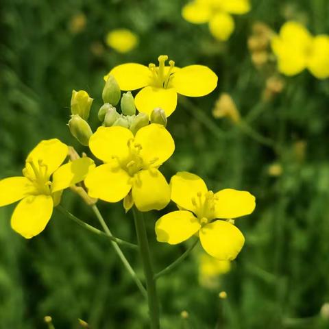 应对封控“备战备荒”，蔬菜的存储技巧和芝麻菜沙拉