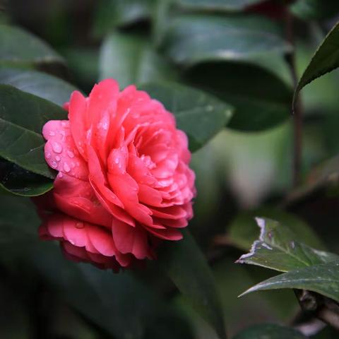 山  茶  花