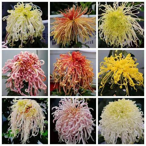 秋日赏菊太原双塔寺