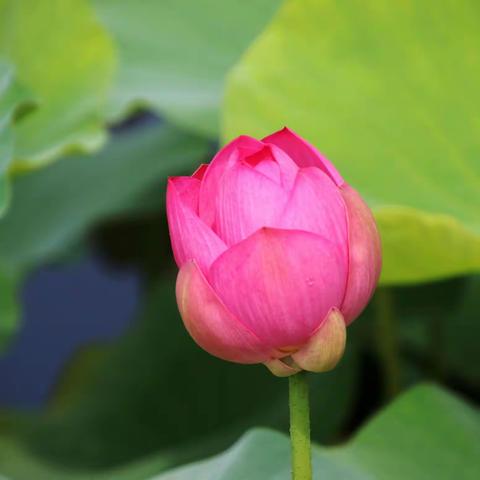 太原迎泽公园 ：映日荷花别样红