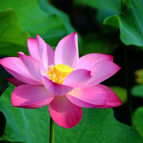 夏日菏叶衬托荷花美 真理红花还需绿叶衬