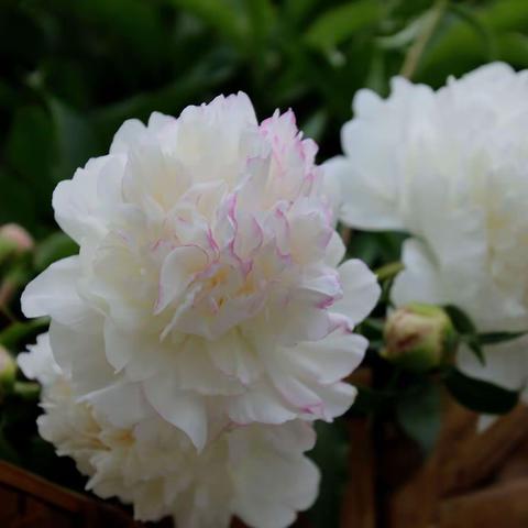 牡丹开罢芍药显荣华