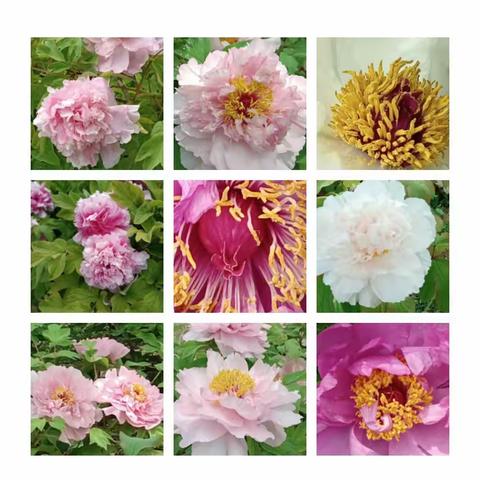 2021年4月底迎泽公园牡丹盛开正当时