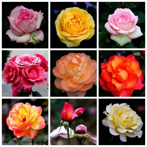 第一届月季文化节