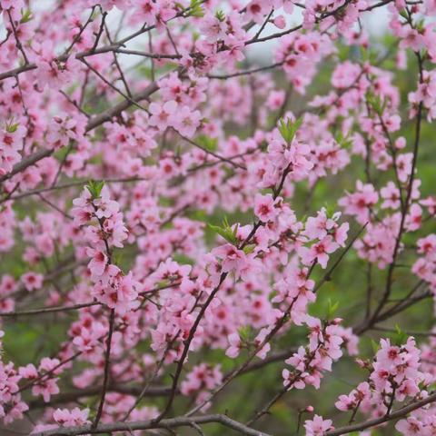 桃花依旧笑春风