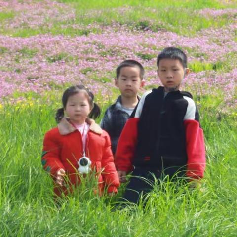 浠水兰溪紫云英花海