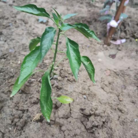 我和妈妈的小菜园